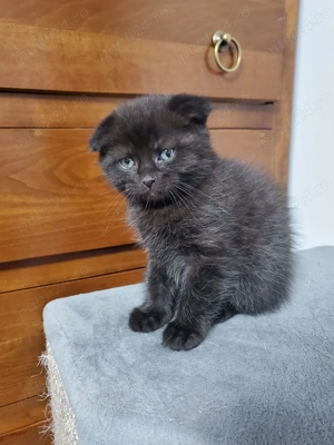 Donez British shorthair  schottish fold  - imagine 3