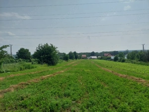 Teren Lilieci  - imagine 5