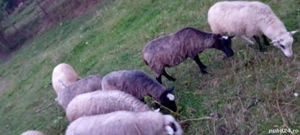 purcei si oi - imagine 3