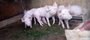 purcei si oi - imagine 4