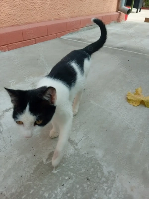 Donez pisici - imagine 4