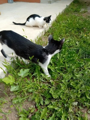 Donez pisici - imagine 5