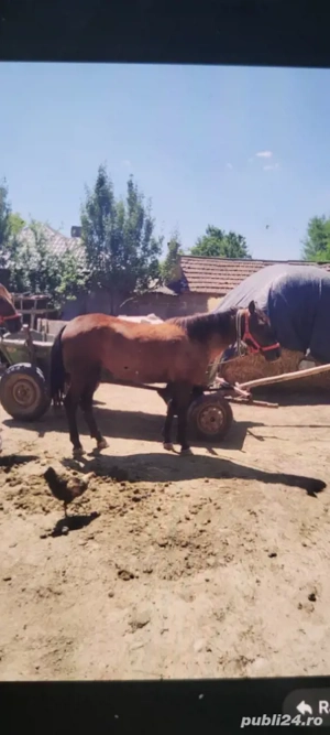 noatină de 1 an și jumătate de vânzare