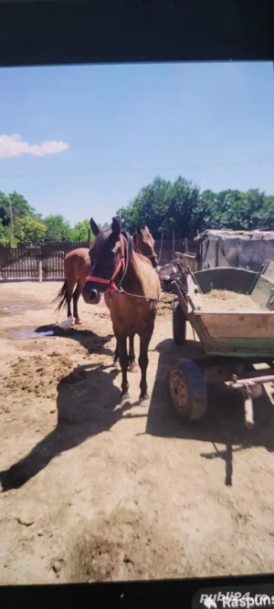 noatină de 1 an și jumătate de vânzare  - imagine 3