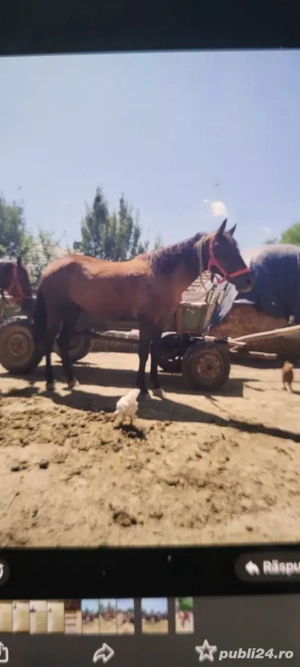 noatină de 1 an și jumătate de vânzare  - imagine 4