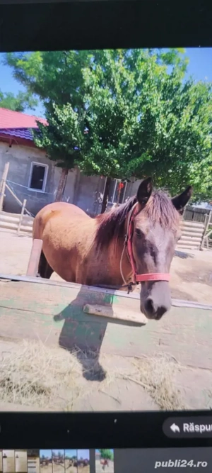 noatină de 1 an și jumătate de vânzare  - imagine 5