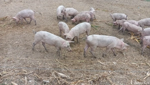 Vand soldani 40-50kg landras+pietrain - imagine 2 Vand soldani 40-50kg landras+pietrain - imagine 2