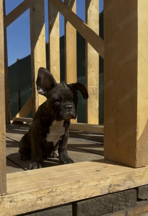 Bulldog francez Slatina Olt - imagine 2