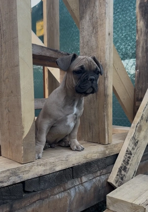 Bulldog francez Slatina Olt - imagine 3