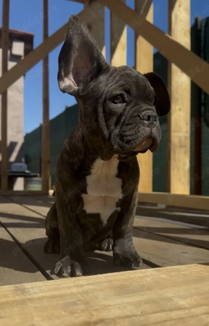 Bulldog francez Slatina Olt - imagine 4