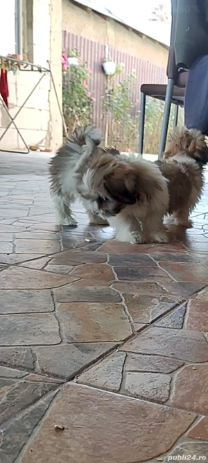 cățel de shih tzu 