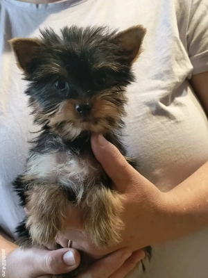 Yorkshire terrier cu pedigre si microcip
