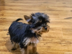 Yorkshire terrier cu pedigre si microcip  - imagine 2