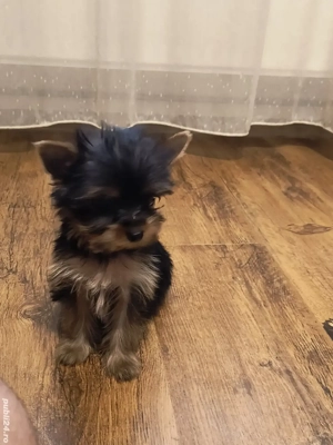 Yorkshire terrier cu pedigre si microcip  - imagine 3