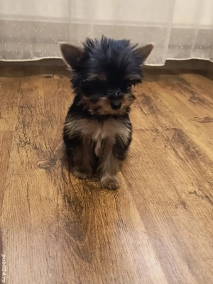 Yorkshire terrier cu pedigre si microcip  - imagine 4
