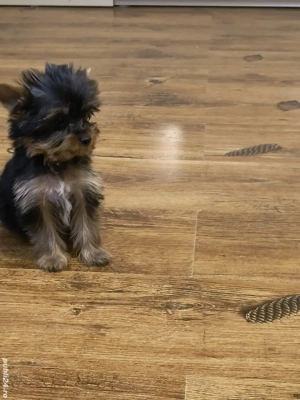 Yorkshire terrier cu pedigre si microcip  - imagine 5