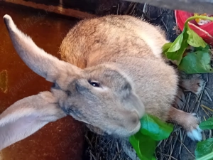 Iepuri de vanzare frumoși și sănătoși! 