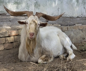 tap Saanen din linii cu pedigree,