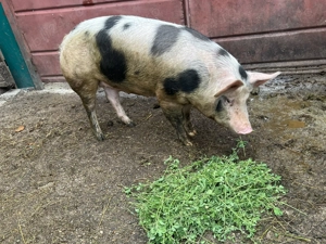 Vând scroafă pentru carne sau reproducere  - imagine 2 Vând scroafă pentru carne sau reproducere  - imagine 2