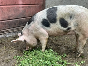 Vând scroafă pentru carne sau reproducere  - imagine 4 Vând scroafă pentru carne sau reproducere  - imagine 4