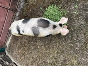 Vând scroafă pentru carne sau reproducere  - imagine 3 Vând scroafă pentru carne sau reproducere  - imagine 3