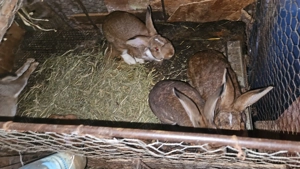 Iepuri de vanzare - imagine 5