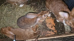 Iepuri de vanzare - imagine 4