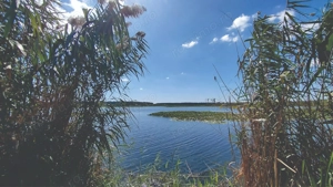 Vanzare teren 4400 mp Snagov - Gruiu, cu deschidere la lacul Snagov  - imagine 9