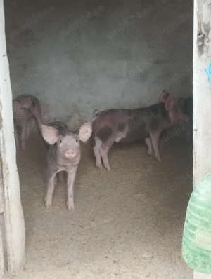 Purcei de vanzare - imagine 3