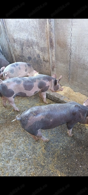 Purcei de vanzare - imagine 2