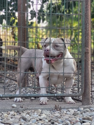 American bully femela
