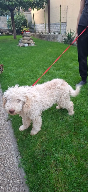 Disponibil mascul galben Lagotto romagnolo  - imagine 2 Disponibil mascul galben Lagotto romagnolo  - imagine 2