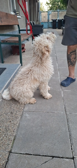 Disponibil mascul galben Lagotto romagnolo  - imagine 3 Disponibil mascul galben Lagotto romagnolo  - imagine 3