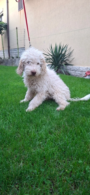 Disponibil mascul galben Lagotto romagnolo  - imagine 4 Disponibil mascul galben Lagotto romagnolo  - imagine 4