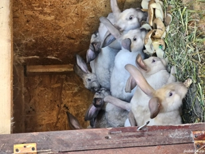 iepuri secuiesti  - imagine 2 iepuri secuiesti  - imagine 2