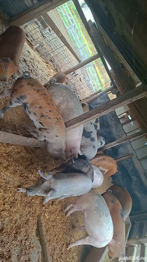 Vând porci grași și șuldani  - imagine 3 Vând porci grași și șuldani  - imagine 3
