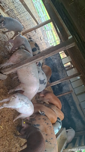 Vând porci grași și șuldani  - imagine 2 Vând porci grași și șuldani  - imagine 2