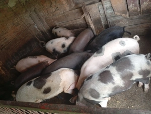 Porci de vânzare  - imagine 2 Porci de vânzare  - imagine 2