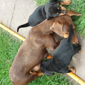 Vand 2 cateluse rasa Teckel