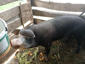 Porci de vânzare  - imagine 4 Porci de vânzare  - imagine 4