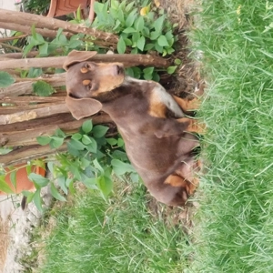 Vand catei rasa Teckel