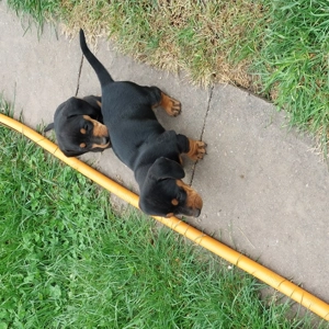 Vand catei rasa Teckel - imagine 3