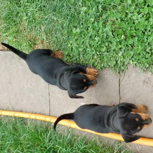 Vand 2 cateluse rasa Teckel - imagine 3