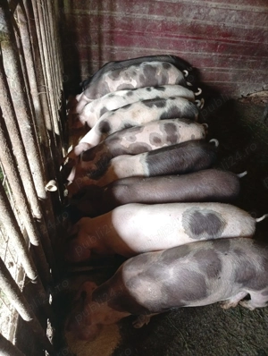 Porci de vânzare  - imagine 3 Porci de vânzare  - imagine 3