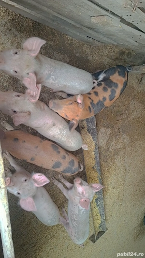 Vând 7 purcei  - imagine 2