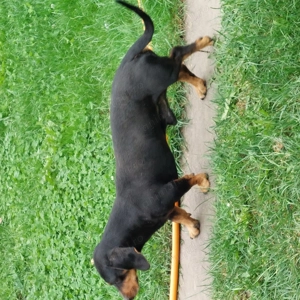 Vand catei rasa Teckel - imagine 5