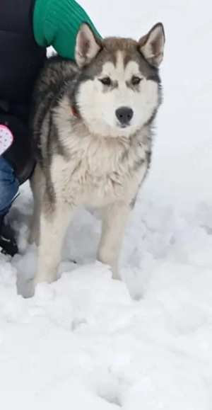 Donez câine husky!!!