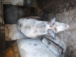 Scroafă de vânzare în Vrancea comuna obrejita  - imagine 3