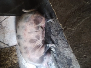 Scroafă de vânzare în Vrancea comuna obrejita 