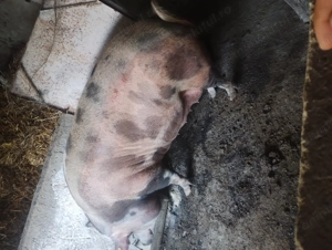 Scroafă de vânzare în Vrancea comuna obrejita  - imagine 2